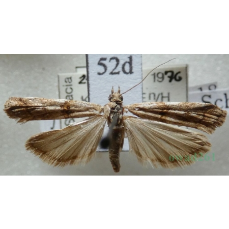 Cadra furcatella (Herrich-Schäffer, 1849) Czech52d